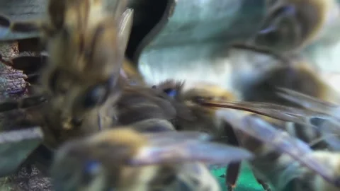 Honey bees return from collecting pollen and nectar to an old wooden beehive Stock-Footage 260227446