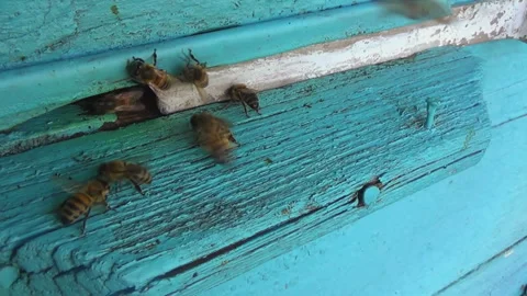 Honey bees return from collecting pollen and nectar to an old wooden beehive Stock-Footage 260227670