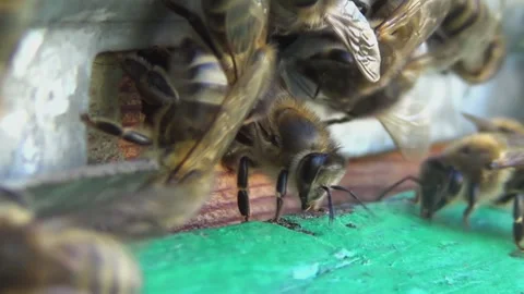 Honey bees return from collecting pollen and nectar to an old wooden beehive Stock-Footage 260414489