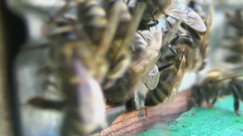 Honey bees return from collecting pollen and nectar to an old wooden beehive Stock-Footage 262140964