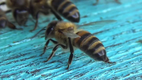Honey bees return from collecting pollen and nectar to an old wooden beehive Stock-Footage 262327735