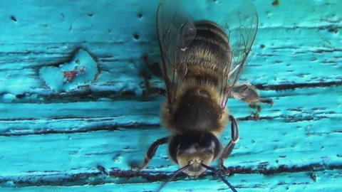 Honey bees return from collecting pollen and nectar to an old wooden beehive Stock Footage 263971794
