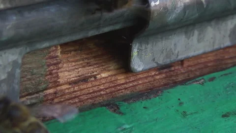 Honey bees return from collecting pollen and nectar to an old wooden beehive Stock Footage 263971963