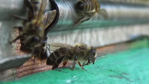 Honey bees return from collecting pollen and nectar to an old wooden beehive Stock Footage 266002105
