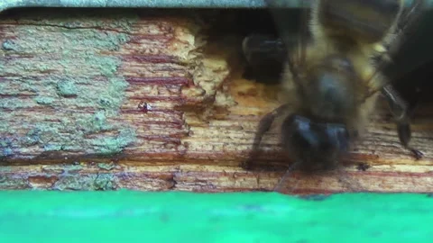 Honey bees return from collecting pollen and nectar to an old wooden beehive Stock Footage 266524591