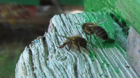 Honey bees return from collecting pollen and nectar to an old wooden beehive Stock Footage 266525628