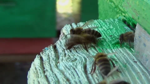 Honey bees return from collecting pollen and nectar to an old wooden beehive Stock Footage 267460129
