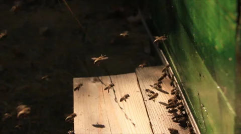 Honey bees return in hive Video stock 49656021