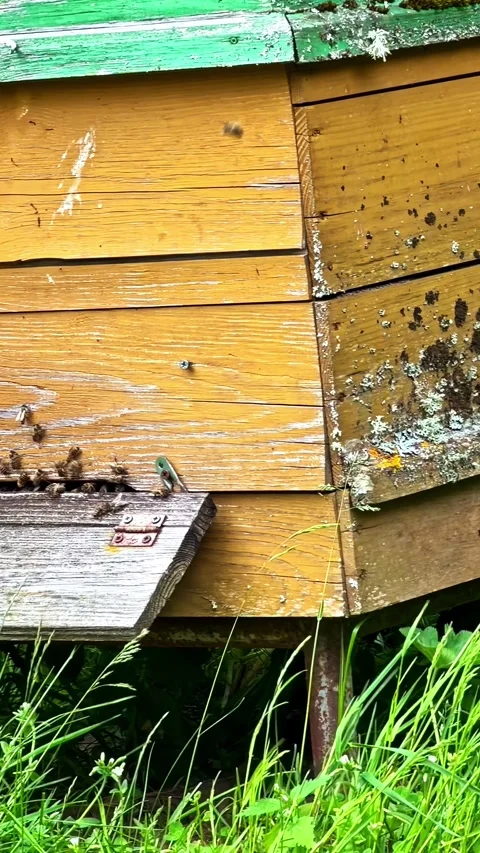 Honey bees returning to their beehive with nectar in an apiary Video stock 337386745