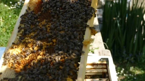 Honey Bees on a Sack Stock Footage 50864849
