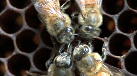 Honey bees sharing food, a behavior called trophallaxis Stock Footage 64804101