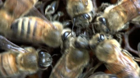 Honey bees sharing food, a behavior called trophallaxis Stock Footage 64804103