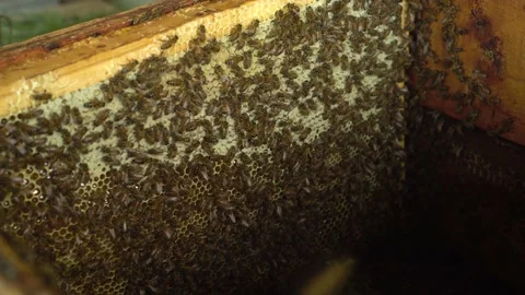 Honey bees sit in a hive on honeycombs. ... | Stock Video | Pond5