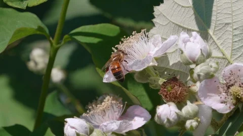 Honey Bees Slow Motion Close Up Insects on Flower, Flying Nature Bugs on Petals Stock Footage 99220350