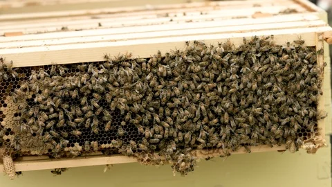 Honey Bees Slow Motion Stock Footage 91041475