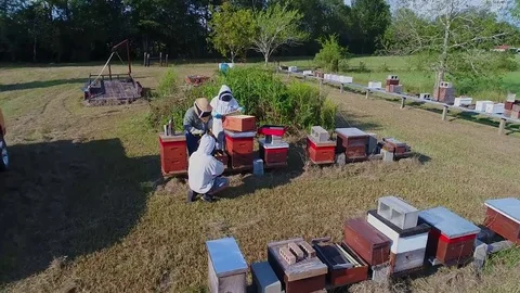 Honey Bees on Small Bee Farm Bees Point of View Flying 動画素材 84743224