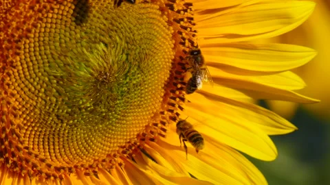 Honey bees on sunflower Stock Footage 158566575
