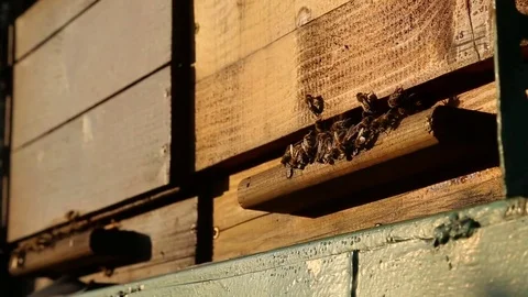 Honey bees at sunset Stock Footage 74729005
