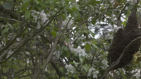 Honey Bees Swarm in Spring Stock Footage 119507044