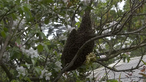 Honey Bees Swarm in Spring Stock Footage 119513784