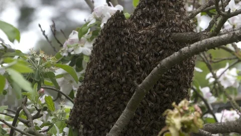 Honey Bees Swarm in Spring Stock Footage 119525734