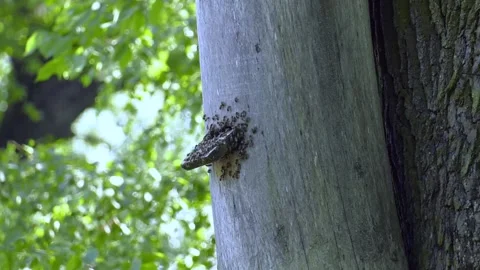 Honey bees swarm on a tree, worker insects, bees on a tree. Stock Footage 223817631