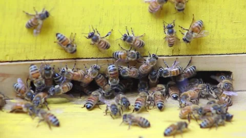 Honey Bees swarming in a box Vídeo Stock 154752168