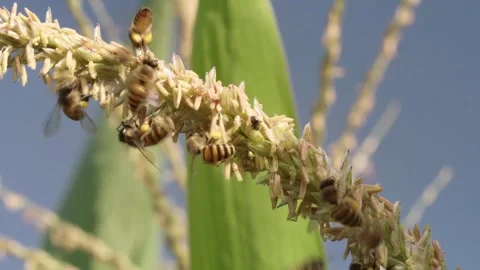 Honey bees visiting and feeding on pollen from a flowering corn tassel, wit.. Stock Footage 344517122