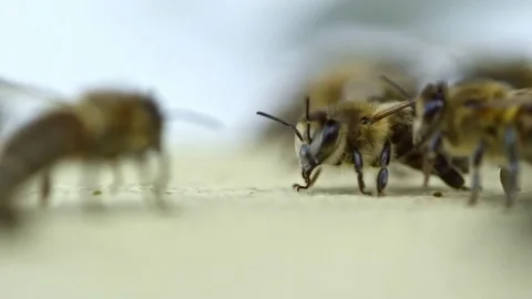 Honey Bees Walking on Wooden Surface Stock Footage
