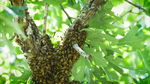 Honey Bees in the Wild Stock Footage 52762052