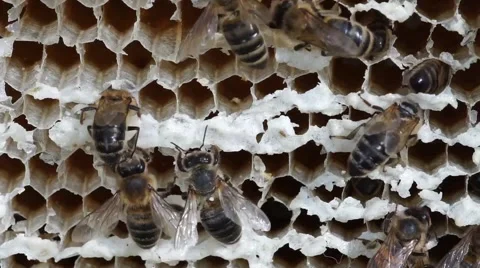 Honey bees at work Stock Footage 53276564