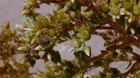 Honey Bees at Work Video stock 78082739