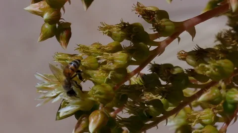 Honey Bees at Work Stock Footage 78083860
