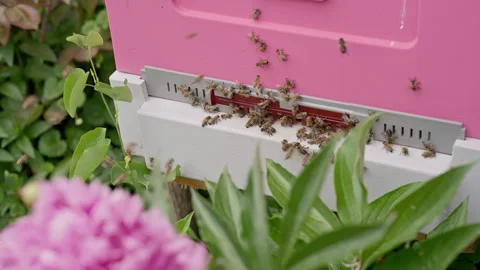 Honey Bees Working Around Modern Beehive in Flowering Garden Setting. Beekeeping Video stock 336276661