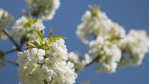 Honey Bees Working on Cherry Tree, 4k Stock Footage 154006965