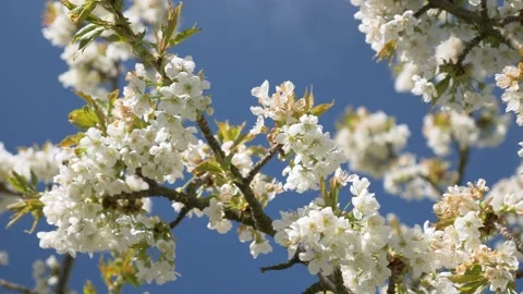 Honey Bees Working on Cherry Tree, 4k Stock Footage 154007688