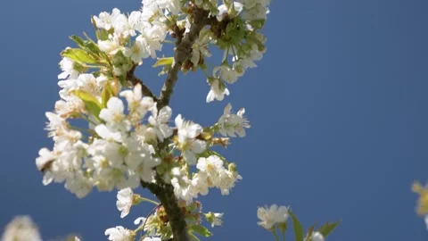 Honey Bees Working on Cherry Tree, 4k Stock Footage 154008215
