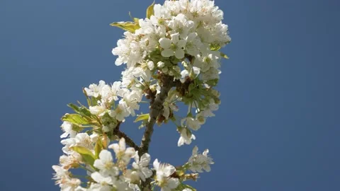 Honey Bees Working on Cherry Tree, 4k Stock Footage 154008622