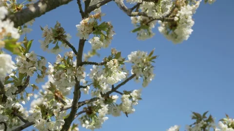 Honey Bees Working on Cherry Tree, 4k Stock Footage 154019651
