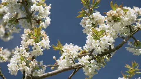 Honey Bees Working on Cherry Tree, 4k Stock Footage 154046113