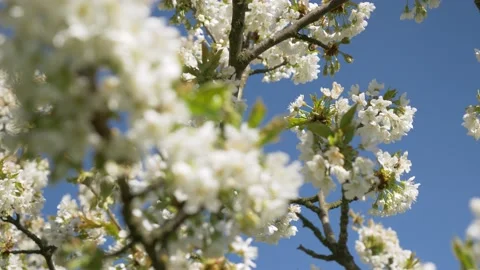 Honey Bees Working on Cherry Tree, 4k Stock Footage 154046519