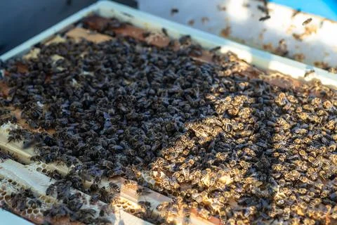 Honey bees working on frames with honey in a hive full of delicious and healthy Stock Photos