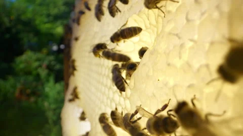 Honey bees working in hive among bright yellow honeycomb. Close-up nature engine Stock Footage 337674800