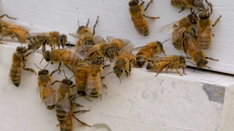 Honey Bees working in a hive Stock Footage 104030812