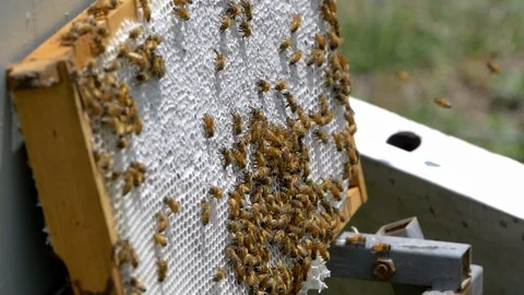 Honey Bees working in a hive Stock Footage 104030982