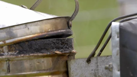 Honey Bees working in a hive Stock Footage 104032578