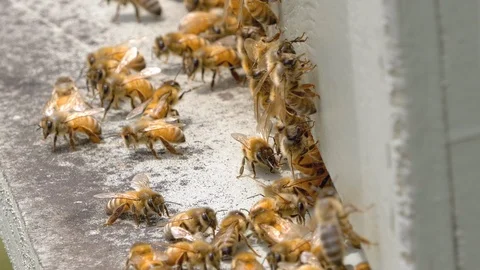 Honey Bees working in a hive Stock Footage 104034365