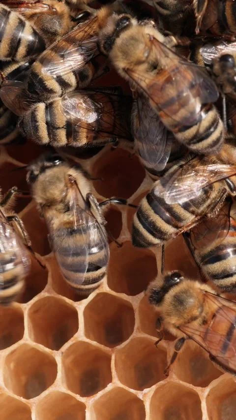 Honey Bees working on honeycomb close-up shot. Vertical video. Video stock 337711718