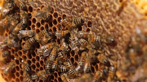 Honey bees working on honeycomb Stock Footage 294034712
