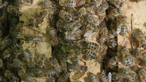 Honey bees working on honeycomb frame Stock Footage 310726714